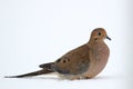 Mourning Dove in Snow Royalty Free Stock Photo