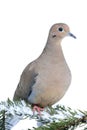 Mourning Dove in Snow Royalty Free Stock Photo