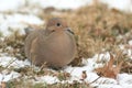 Mourning Dove in Snow Royalty Free Stock Photo