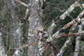 Mourning dove and snowfall Royalty Free Stock Photo