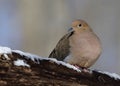 Mourning dove on snowy branch Royalty Free Stock Photo