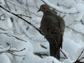 Mourning Dove on Snowy Branch Royalty Free Stock Photo