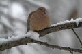 Mourning Dove on Snowy Branch - Winter - Zenaida macroura Royalty Free Stock Photo