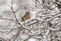 Mourning dove on snowy branches Royalty Free Stock Photo