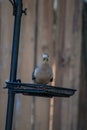 Mourning Dove Standing on Bird Feeder