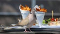 Mourning dove standing in front of food at a restaurant in France.