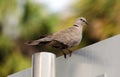 Mourning dove standing on street sign in Miami beach