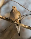 Mourning Dove Stock Photo. Close-up Profile View Perched With Puffy Feather Plumage And A Blur Background In Its Environment And
