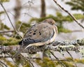 Mourning Dove Stock Photos. Close-up Profile View Perched With Puffy Feather Plumage And A Blur Background In Its Environment And
