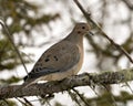 Mourning Dove Stock Photos. Close-up Profile View Perched With Puffy Feather Plumage And A Blur Background In Its Environment And