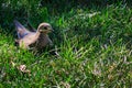 Mourning dove in sunlight on lawn Royalty Free Stock Photo