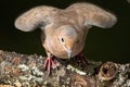 Mourning Dove About to Hop from a Weathered Tree Branch