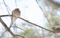 Mourning Dove, Turtle Dove Zenaida macroura on a tree branch. Royalty Free Stock Photo