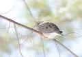 Mourning Dove, Turtle Dove Zenaida macroura on a tree branch. Royalty Free Stock Photo