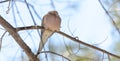 Mourning Dove, Turtle Dove Zenaida macroura on a tree branch. Royalty Free Stock Photo