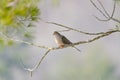 Mourning Dove, Turtle Dove Zenaida macroura on a tree branch. Royalty Free Stock Photo