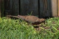 Mourning Dove Walking Through Grass on a Sunny Day Royalty Free Stock Photo