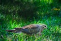 Mourning dove walking on the lawn Royalty Free Stock Photo