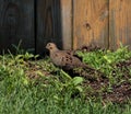Mourning Dove Walking in the Mulch on a Sunny Day