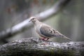 Mourning Dove Walking on Tree Branch II - Zenaida macroura Royalty Free Stock Photo