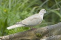 Mourning dove walks on tree root Royalty Free Stock Photo
