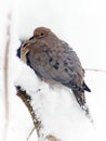 Mourning Dove Weathering the Storm Sits on a Snow Covered Branch with Snow on her feathers Royalty Free Stock Photo