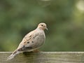 Mourning Dove (Zenaida macroura)