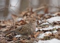 Mourning Dove (Zenaida macroura) Royalty Free Stock Photo