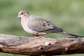 Mourning Dove (Zenaida macroura)