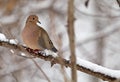 Mourning Dove, Zenaida macroura