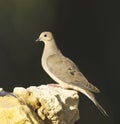 Mourning Dove, Zenaida macroura