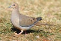 Mourning Dove (Zenaida macroura) Royalty Free Stock Photo