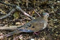 A mourning dove Zenaida macroura -- also known as the American mourning dove or the rain dove -- standing on a grassy lawn in Royalty Free Stock Photo