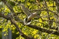 The mourning dove (Zenaida macroura) in flight Royalty Free Stock Photo