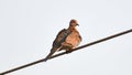 Mourning dove or Zenaida macroura bird sitting on the electric wire Royalty Free Stock Photo