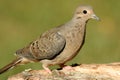 Mourning Dove (Zenaida macroura)