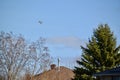 Mourning Dove (Zenaida macroura) in flight along hiking trail at Bear Creek Royalty Free Stock Photo