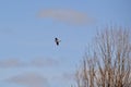 Mourning Dove (Zenaida macroura) in flight along hiking trail at Bear Creek Royalty Free Stock Photo