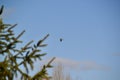 Mourning Dove (Zenaida macroura) in flight along hiking trail at Bear Creek Royalty Free Stock Photo