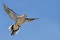 Mourning Dove, Zenaida macroura, in flight Royalty Free Stock Photo