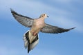 Mourning Dove, Zenaida macroura, flying wings spread Royalty Free Stock Photo