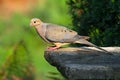 Mourning dove - Zenaida macroura - In Morning Sunlight Royalty Free Stock Photo