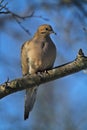 Gorgeous Mourning Dove on Branch III - Zenaida macroura Royalty Free Stock Photo