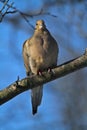 Gorgeous Mourning Dove on Branch IV - Zenaida macroura Royalty Free Stock Photo