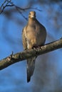 Gorgeous Mourning Dove on Branch VI - Zenaida macroura Royalty Free Stock Photo