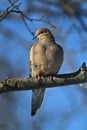 Gorgeous Mourning Dove on Branch VII - Zenaida macroura Royalty Free Stock Photo