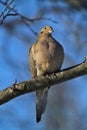 Gorgeous Mourning Dove on Branch VIII - Zenaida macroura Royalty Free Stock Photo