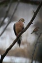 Mourning Dove Looking So Sweet - Zenaida macroura Royalty Free Stock Photo