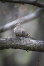 Mourning Dove Relaxing on Tree Branch - Zenaida macroura Royalty Free Stock Photo