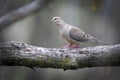 Mourning Dove Walking on Tree Branch - Zenaida macroura